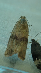 Celypha striana