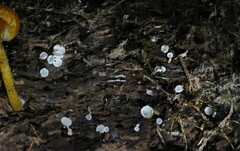 Leotiomycetes