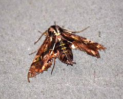 Hemeroplanes ornatus