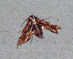 Hemeroplanes ornatus