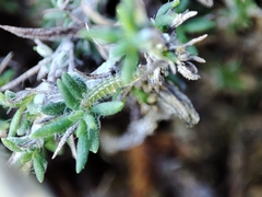 Thymus lotocephalus