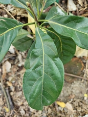 Persea americana