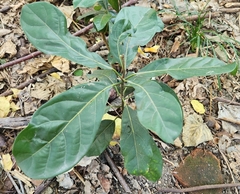 Persea americana