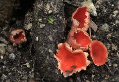 Microstoma protractum