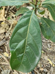Persea americana