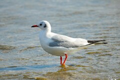 Chroicocephalus ridibundus