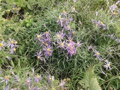 Galatella dahurica