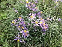 Galatella dahurica