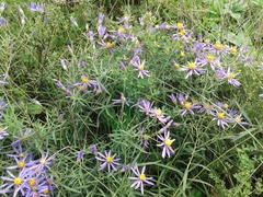 Galatella dahurica