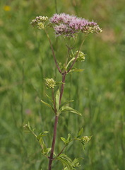 Eupatorium cannabinum cannabinum