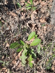 Lactuca virosa