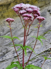 Eupatorium cannabinum cannabinum