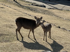 Cervus nippon centralis