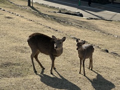 Cervus nippon centralis