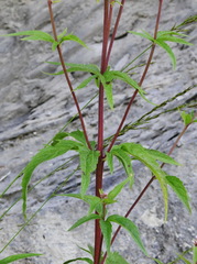 Eupatorium cannabinum cannabinum