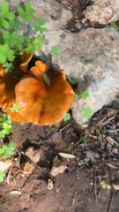 Omphalotus olivascens