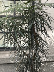 Plerandra elegantissima