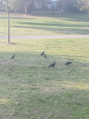 Corvus monedula