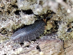 Porcellionides sexfasciatus