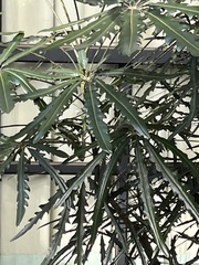 Plerandra elegantissima