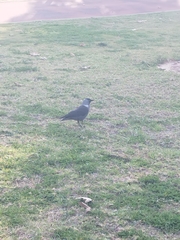 Corvus monedula