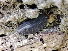 Porcellionides sexfasciatus