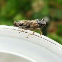 Evacanthus interruptus