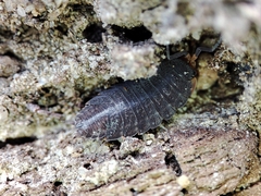 Porcellionides sexfasciatus