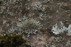 Phaeophyscia ciliata
