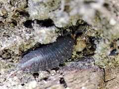 Porcellionides sexfasciatus