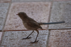 Malurus splendens splendens