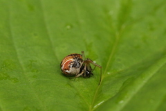 Parasteatoda lunata