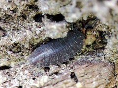 Porcellionides sexfasciatus