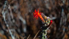 Loxanthocereus sulcifer