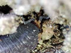 Porcellionides sexfasciatus