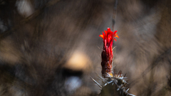 Loxanthocereus sulcifer