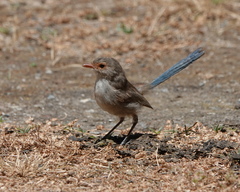 Malurus splendens splendens