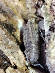 Proporcellio