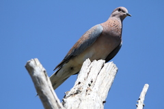 Streptopelia senegalensis senegalensis