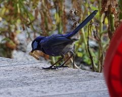 Malurus splendens splendens