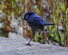 Malurus splendens splendens