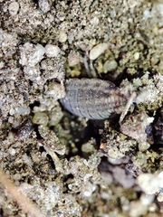 Porcellionides sexfasciatus