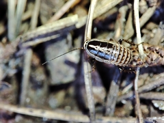 Capraiellus panzeri