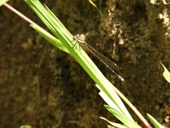 Argia albistigma