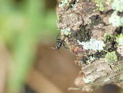Camponotus