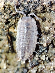 Proporcellio