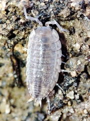 Proporcellio