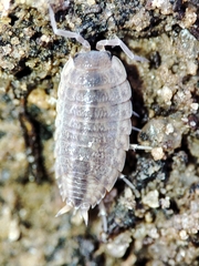 Proporcellio