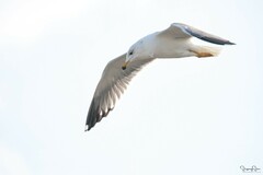 Larus armenicus