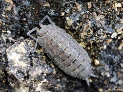 Porcellionides sexfasciatus